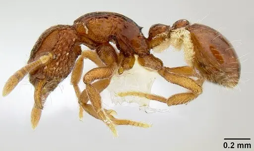 Dacetinops cibdelus specimen CASENT0106220 image casent0106220_3