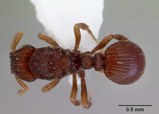 Dacetinops cibdelus specimen CASENT0172448 image casent0172448_1