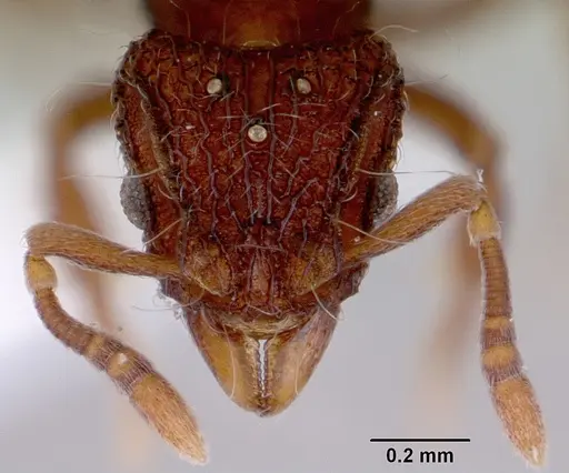 Dacetinops cibdelus specimen CASENT0172448 image casent0172448_2