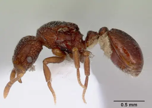 Dacetinops cibdelus specimen CASENT0172448 image casent0172448_3