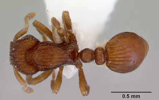 Dacetinops cibdelus specimen CASENT0172449 image casent0172449_1