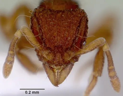 Dacetinops cibdelus specimen CASENT0172449 image casent0172449_2