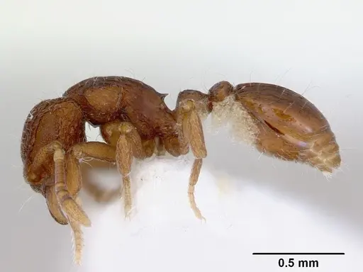 Dacetinops cibdelus specimen CASENT0172449 image casent0172449_3