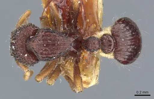 Dacetinops cibdelus specimen CASENT0905849 image casent0905849_1