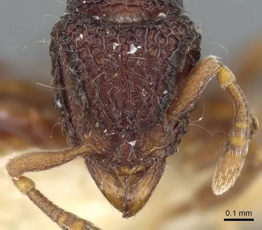 Dacetinops cibdelus specimen CASENT0905849 image casent0905849_2