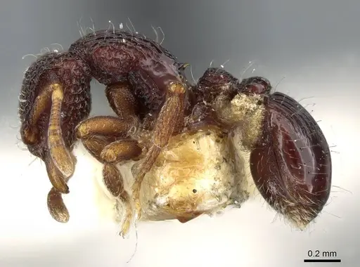 Dacetinops cibdelus specimen CASENT0905849 image casent0905849_3