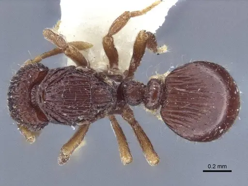Dacetinops cibdelus specimen CASENT0916676 image casent0916676_1