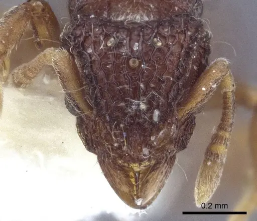 Dacetinops cibdelus specimen CASENT0916676 image casent0916676_2