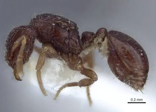 Dacetinops cibdelus specimen CASENT0916676 image casent0916676_3