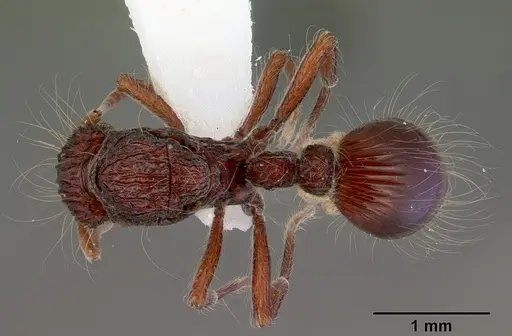 Dacetinops cirrosus specimen CASENT0172450 image casent0172450_1