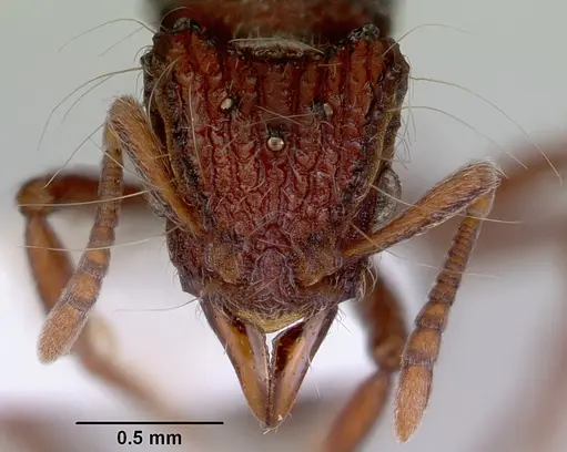 Dacetinops cirrosus specimen CASENT0172450 image casent0172450_2