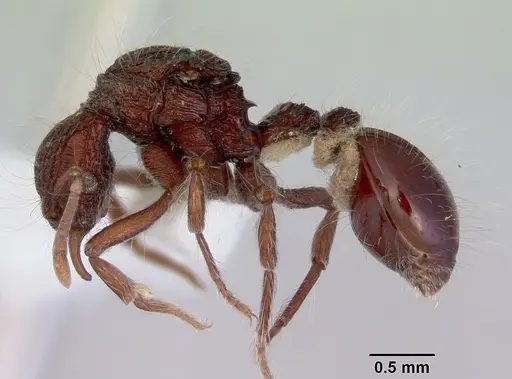 Dacetinops cirrosus specimen CASENT0172450 image casent0172450_3