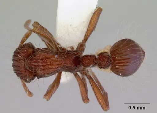 Dacetinops cirrosus specimen CASENT0172451 image casent0172451_1