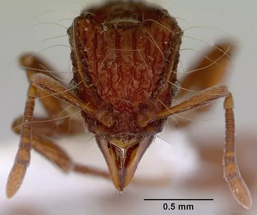 Dacetinops cirrosus specimen CASENT0172451 image casent0172451_2