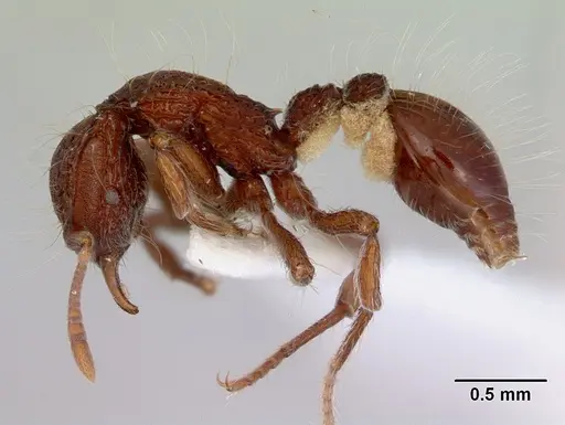 Dacetinops cirrosus specimen CASENT0172451 image casent0172451_3