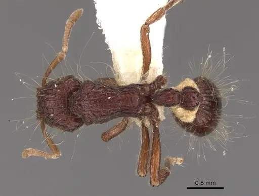 Dacetinops cirrosus specimen CASENT0900973 image casent0900973_1