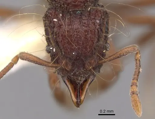 Dacetinops cirrosus specimen CASENT0900973 image casent0900973_2
