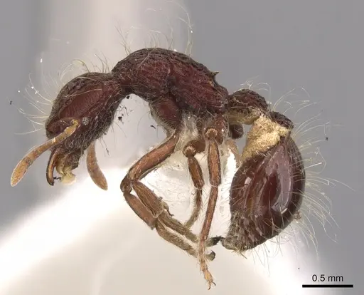 Dacetinops cirrosus specimen CASENT0900973 image casent0900973_3