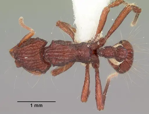 Dacetinops concinnus specimen CASENT0010799 image casent0010799_1