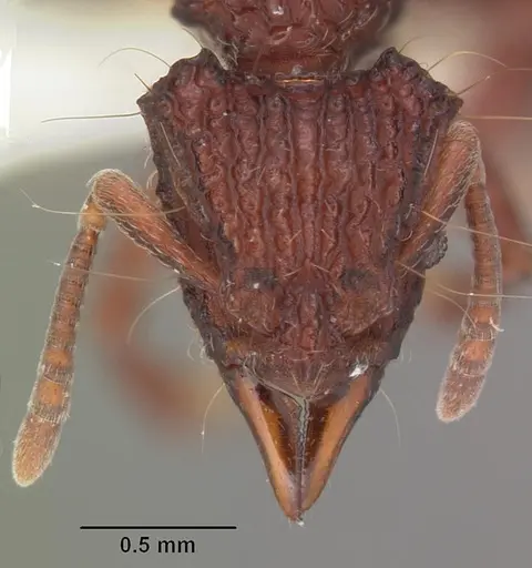 Dacetinops concinnus specimen CASENT0010799 image casent0010799_2