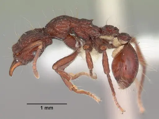 Dacetinops concinnus specimen CASENT0010799 image casent0010799_3