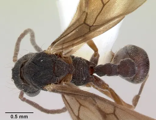 Dacetinops concinnus specimen CASENT0172452 image casent0172452_1