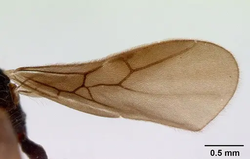 Dacetinops concinnus specimen CASENT0172452 image casent0172452_2