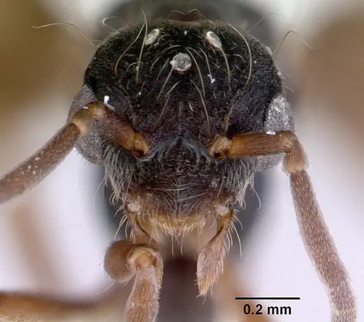 Dacetinops concinnus specimen CASENT0172452 image casent0172452_3
