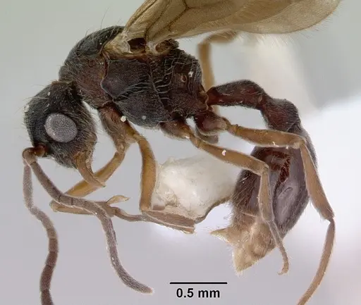 Dacetinops concinnus specimen CASENT0172452 image casent0172452_4