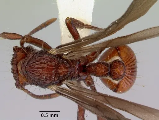 Dacetinops concinnus specimen CASENT0172453 image casent0172453_1