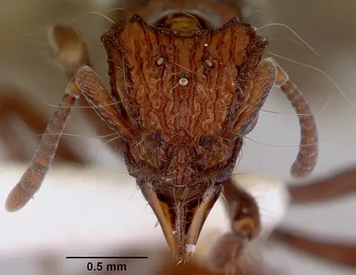 Dacetinops concinnus specimen CASENT0172453 image casent0172453_2