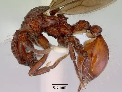 Dacetinops concinnus specimen CASENT0172453 image casent0172453_3
