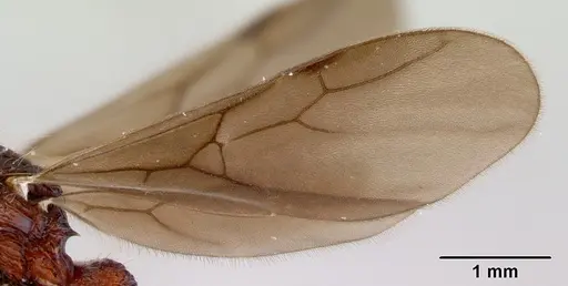 Dacetinops concinnus specimen CASENT0172453 image casent0172453_4