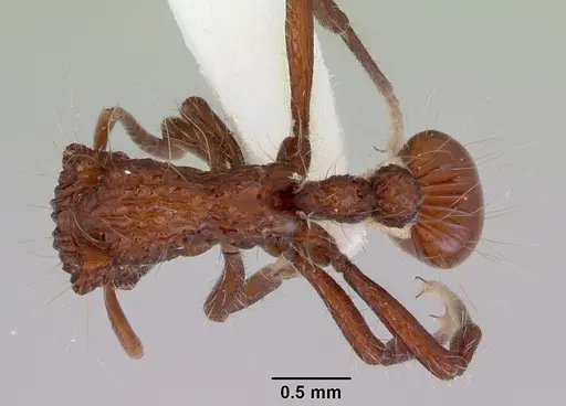 Dacetinops concinnus specimen CASENT0172454 image casent0172454_1