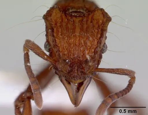 Dacetinops concinnus specimen CASENT0172454 image casent0172454_2
