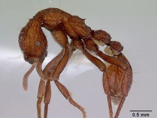 Dacetinops concinnus specimen CASENT0172454 image casent0172454_3