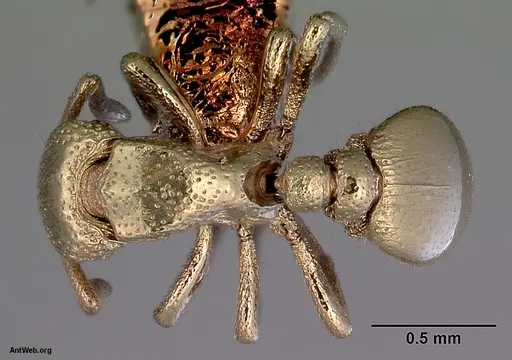 Dacetinops darlingtoni specimen CASENT0172455 image casent0172455_1
