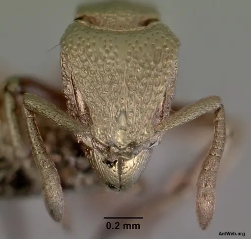 Dacetinops darlingtoni specimen CASENT0172455 image casent0172455_2