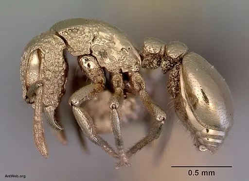 Dacetinops darlingtoni specimen CASENT0172455 image casent0172455_3