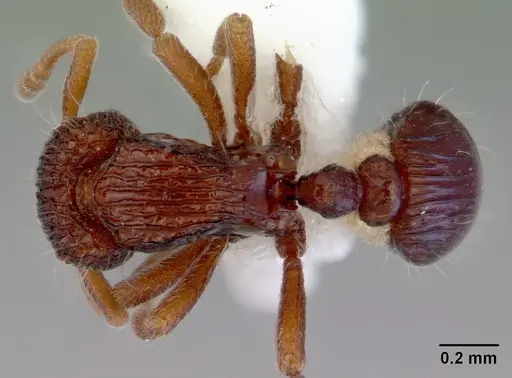 Dacetinops ignotus specimen CASENT0172456 image casent0172456_1