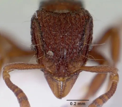 Dacetinops ignotus specimen CASENT0172456 image casent0172456_2