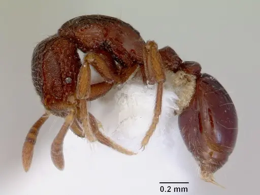 Dacetinops ignotus specimen CASENT0172456 image casent0172456_3