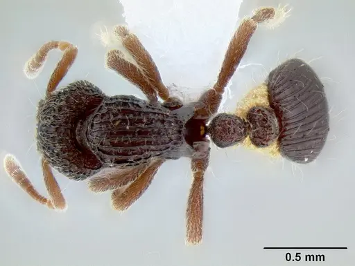 Dacetinops ignotus specimen CASENT0215429 image casent0215429_1