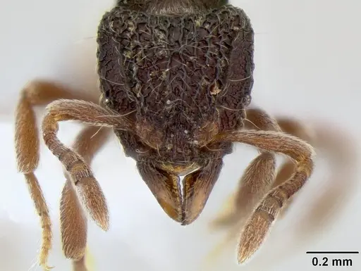 Dacetinops ignotus specimen CASENT0215429 image casent0215429_2