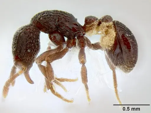 Dacetinops ignotus specimen CASENT0215429 image casent0215429_3