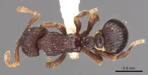 Dacetinops ignotus specimen CASENT0900974 image casent0900974_1