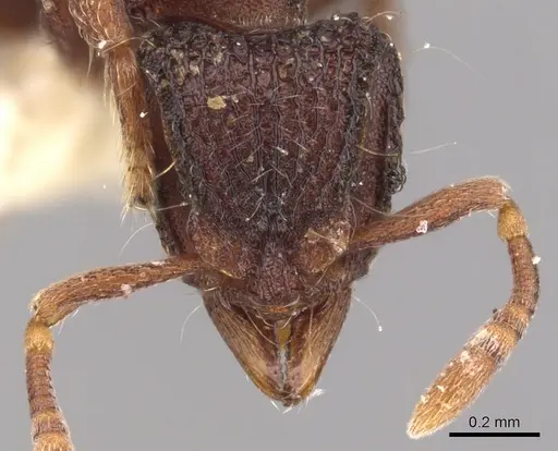 Dacetinops ignotus specimen CASENT0900974 image casent0900974_2