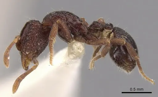 Dacetinops ignotus specimen CASENT0900974 image casent0900974_3