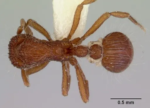 Dacetinops solivagus specimen CASENT0172457 image casent0172457_1