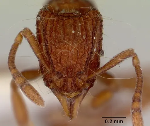 Dacetinops solivagus specimen CASENT0172457 image casent0172457_2